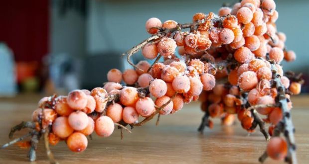 Some sea buckthorn berries foraged by Catherine Cleary on North Bull Island in Dublin