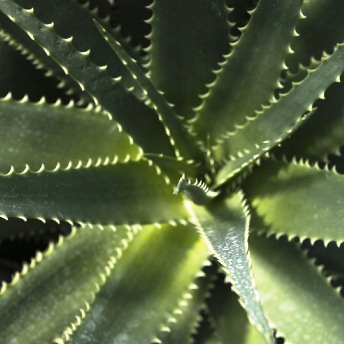 Does It Work Can Aloe Vera Help Digestion
