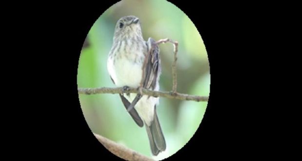The Sulawesi streaked flycatcher, Muscicapa sodhil, lives in the forested lowlands of Sulawesi  island in Indonesia. Photograph: Martin Lindop and Ticiana Jardim Marini.