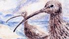 Curlews: down to the last 98 breeding pairs. Illustration: Michael Viney