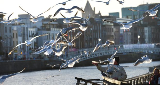 The Department of Health is to take action to prevent seagull attacks on maintenance staff. Photograph: Dara Mac Donaill/The Irish Times
