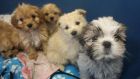 A total of 116 puppies were seized from two vehicles bound for the UK at Dublin Port on Wednesday. The pups, aged between five and eight weeks old, were recovered when two vans were stopped and searched yesterday evening at Dublin Port following an  investigation into the illegal shipment of dogs. Photograph: DSPCA/PA Wire.