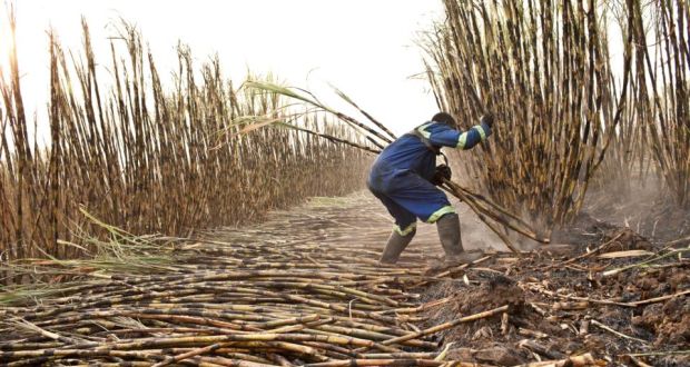 Field work: cutting sugar cane in Zambia. Photograph: Jason Larkin/Panos/ActionAid
