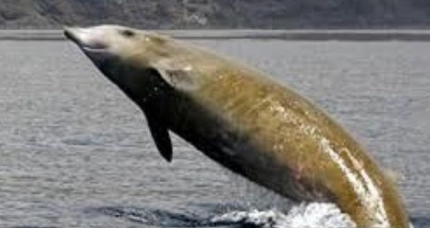 Cuvier’s beaked whale. Photograph: Cetacean Research & Rescue Unit