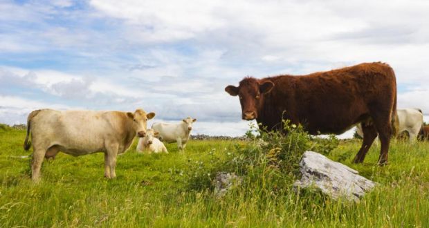 Cow numbers are expected to increase by at least 300,000 in the coming years which means a lot more grass will be needed. Photograph: Getty Images