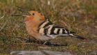 A hoopoe: it is 50 years since so many have been spotted in Ireland. 