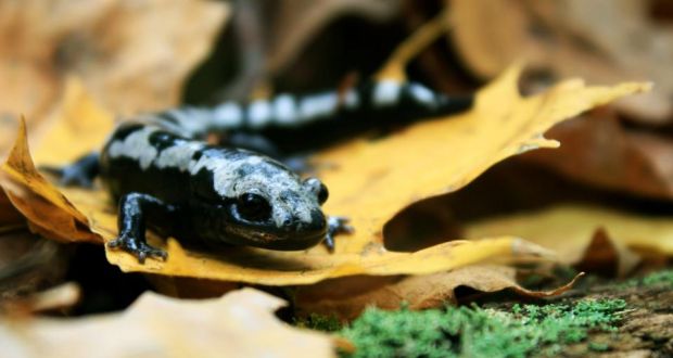 A marbled salamander moves through the forest litter on its way to a nearby pond to breed. Its distribution and range are increasing in response to warming winter temperatures. Credit: Mark Urban