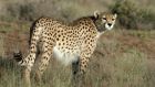 Iranian cheetah: the subspecies is slimmer, lighter and shorter than African cheetahs. Those living above the snow line grow a luxuriant, pale coat as winter sets in. Photograph: Houman Jowkar