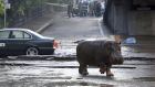 A hippopotamus walks across flooded street in Tbilisi in Georgia on Sunday.  Photograph: Beso Gulashvili/Reuters