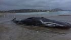  The sperm whale washed up on Mageraroarty Beach on Friday and was buried by Donegal County Council but it surfaced again on Monday. Photograph: Seamus O’Domhnaill via Facebook