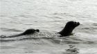 The pinniped barked, rolled on to its back and flapped its flippers across its belly, like it was having a laugh 