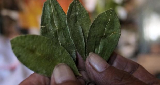 Luisa Quispe, a self-described witch, holds up coca leaves, which she uses to divine the future in El Alto. Photograph: David Mercado/ Reuters.