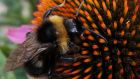 Bumblebees in Europe and North America may be heading for a wipeout as a result of climate change. They are not migrating northwards to keep in temperate conditions. Photograph: Nick Ansell/PA Wire