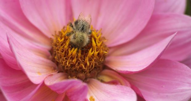 Bumble bee feeding from a cosmos flower. Photograph: Richard Johnston