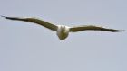 Reports of an increase in the number of seagulls coming inland to forage for food may be due to a new EU rules on the discarding of fish, the chairman of a fisherman’s group has said. Photograph: Alan Betson/The Irish Times.