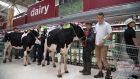 Protesting dairy farmers brought chaos to a Stafford Asda store when they marched two cows to the dairy produce area. Photograph: Rod Kirkpatrick/F Stop Press