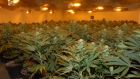 Prosecutors disclosed in Belfast High Court  that 16 people have been charged in connection with a suspected cannabis importing racket  linked to a factory growhouse  in Italy. File photograph: PA Wire 