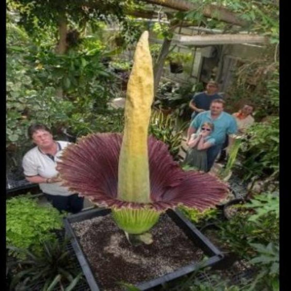 Blooming Disgusting Corpse Plant To Reveal Flower Power