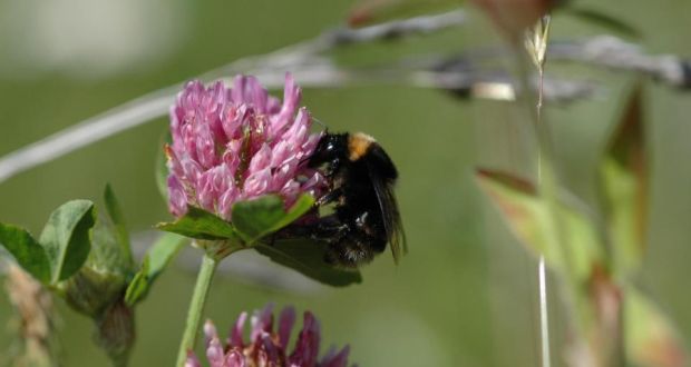 Most bees prefer plants which have flowers at the blue, purple and pink end of the colour spectrum, while plants like clover and knapweed are particularly successful at attracting them. File photograph: Natural England/PA Wire 
