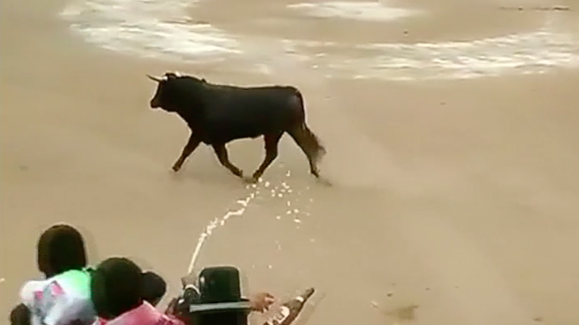 Terrifying moment bull jumps into crowd in Peru