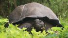 A photo released by Galapagos National Park shows a new species of tortoise on Santa Cruz Island, Galapagos Islands, Ecuador. Photograph: Galapagos National Park