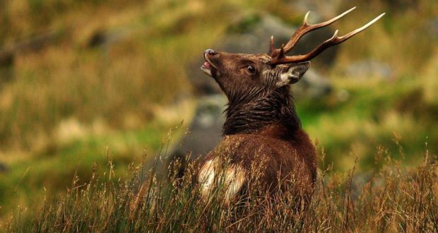 The cull next month will include lowland red deer, the unique species native to Killarney, as well as the smaller Sika. Photograph: Wild Deer Association of Ireland 