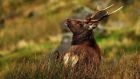 The cull next month will include lowland red deer, the unique species native to Killarney, as well as the smaller Sika. Photograph: Wild Deer Association of Ireland 