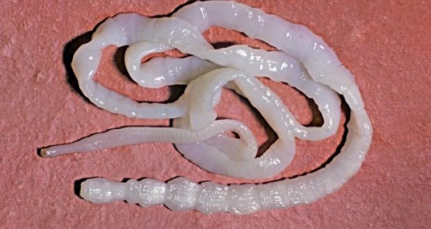 Image result for Tapeworm