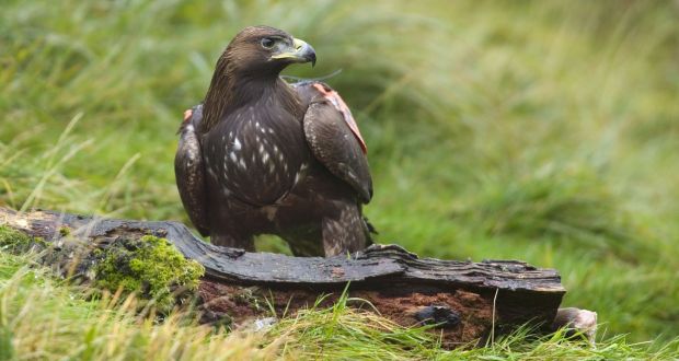 Only two golden eagle chicks were born in 2015 and neither survived more than a few weeks.  Photograph: Mike Brown 