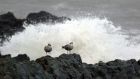 A pair of seagulls brave Storm Desmond in Greystones, Co Wicklow. Photograph:  Nick Bradshaw