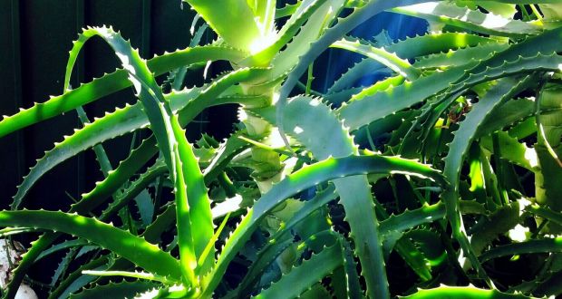 Aloe Vera Say Hello To A Wonder Plant