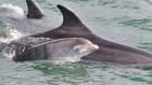 A dolphin and her  newborn calf: a report has found that ottlenose dolphins, striped dolphins and killer whales or orcas are under enormous threat from persistent pollutants.  Photograph: Isabel Baker/Shannon Dolphin and Wildlife Foundation
