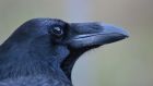 Nevermore will this raven’s food be stolen. Photograph: Jana Mueller/PA