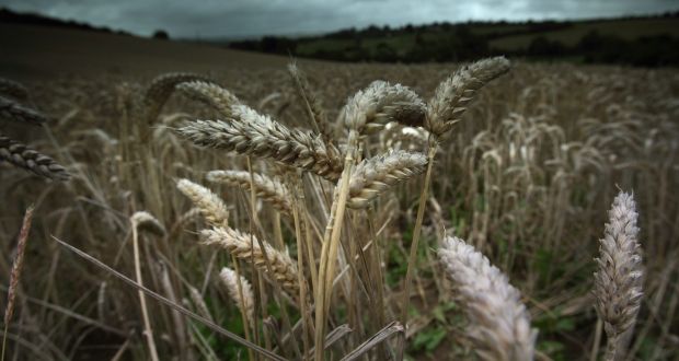 Jesko Zimmermann, a research fellow in botany in Trinity College Dublin’s School of Natural Sciences, said lands used for crops cause the release of more carbon sources than grasslands, which sequester carbon.  File photograph:  Matt Cardy/Getty Images