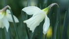 Narcissus ‘Colleen Bawn’. Photograph: Richard Johnston