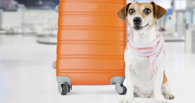 Best Tips When Traveling With Your Dog