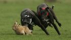 Independent TD Clare Daly said that last year 7,000 hares were taken from the wild to be used in coursing events. Photograph:  Ian Hodgson/Reuters