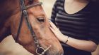 There are a variety of ways of using animals in rehabilitation or social care of humans, from feeding livestock and petting animals to equine-assisted therapy, pet therapy and dolphin therapy. Photograph: iStockphoto