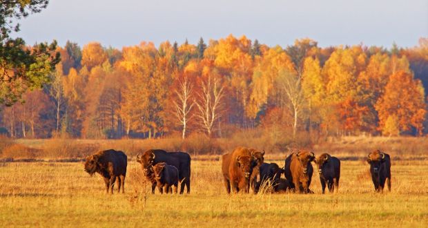 Bison in the Bialowieza Forest in eastern Poland. Photograph: Lukasz Mazurek/WildPoland.com 