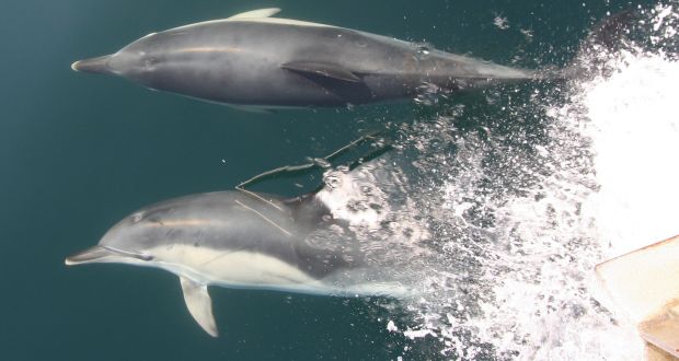 The discovery of three dead dolphins in the space of a week on the west Kerry coast has prompted a call for the EU to place observers on large fishing vessels. Photograph: Patrick Lyne