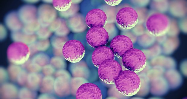 MRSA bacteria. Researchers have discovered a microbe living in some people’s noses that produces a substance that is able to kill dangerous bacteria, including superbugs. File photograph: Getty Images/iStockphoto