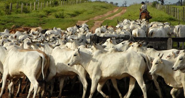 Cattle on a farm in Alta Floresta, Brazil.  JBS is the world’s largest meat producer, with annual sales of in the region of $45bn (€40bn). 