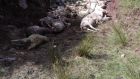  Some of the 40 sheep who were killed during a dog attack in Co Kerry last Friday. Photograph: ICMSA