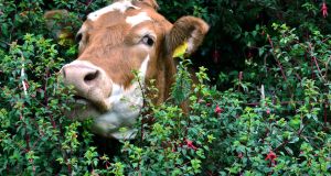 Connemara cow, taken in Connemara in June. Photograph: Albert Fenton