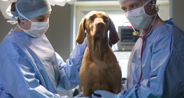 Pet surgeons: Vets Sophia Mackey and Shane Guerin examine Laila at Gilabbey Veterinary Hospital in Cork. Photograph: Clare Keogh 