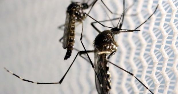 Aedes aegypti mosquitoes are seen inside Oxitec laboratory in Campinas, Brazil. Photograph: Paulo Whitaker/Reuters
