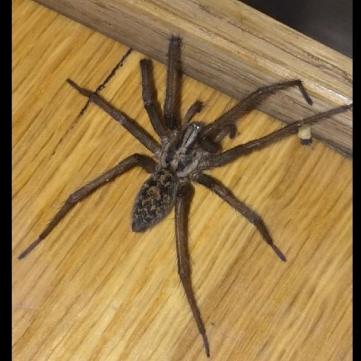 Big Spider Found In Wexford More Common Than You Think