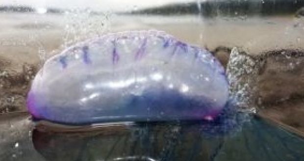 A Portuguese man o’ war photographed recently on the southwest coast. Photograph: Vincent Hyland/Wild Derrynane