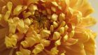 Autumn-flowering chrysanthemum ‘Orange Allouise’ from Fionnuala Fallon’s garden. Photograph: Richard Johnston