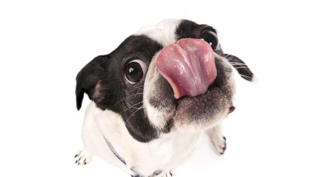 dog licking muzzle